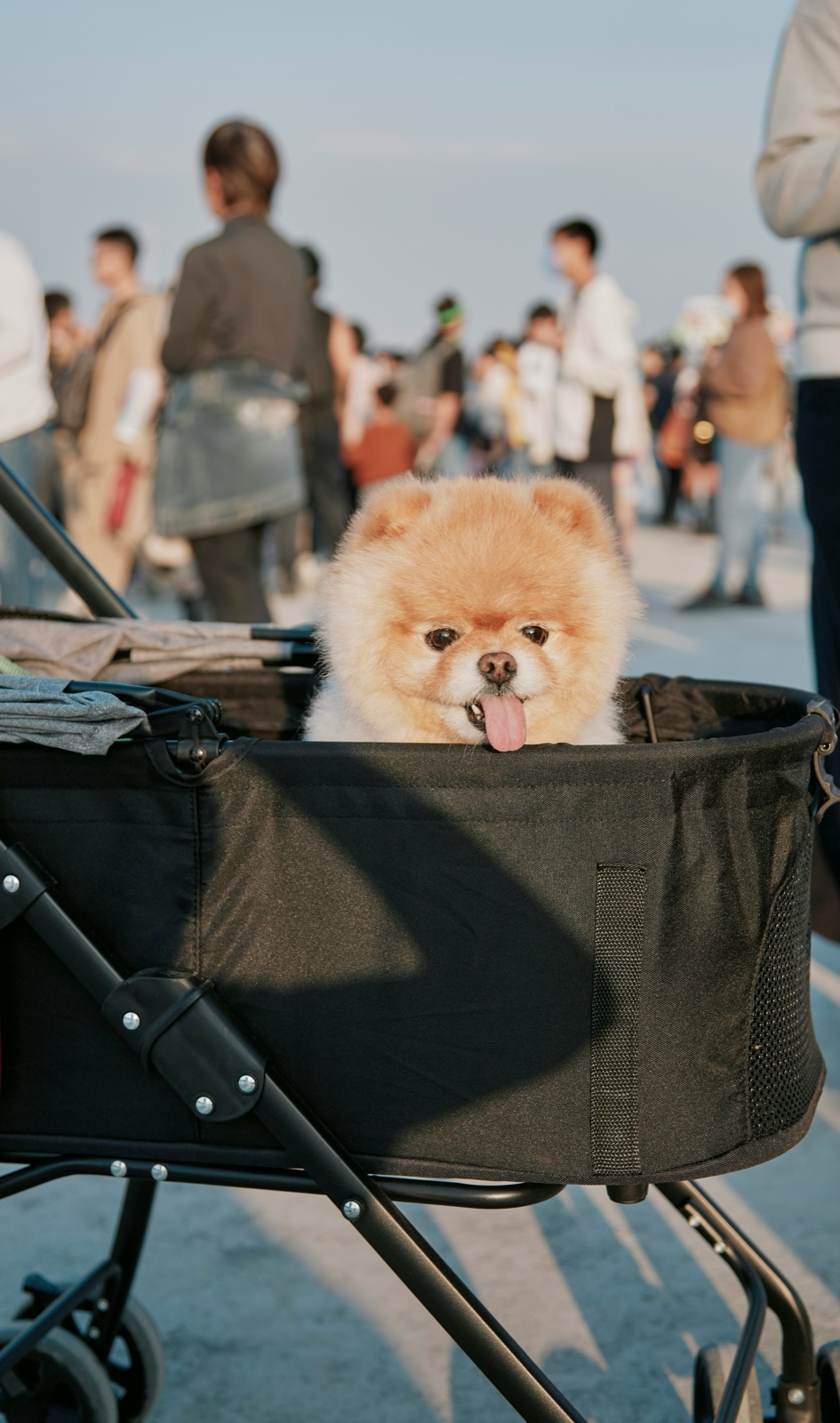 Événements Woofpark