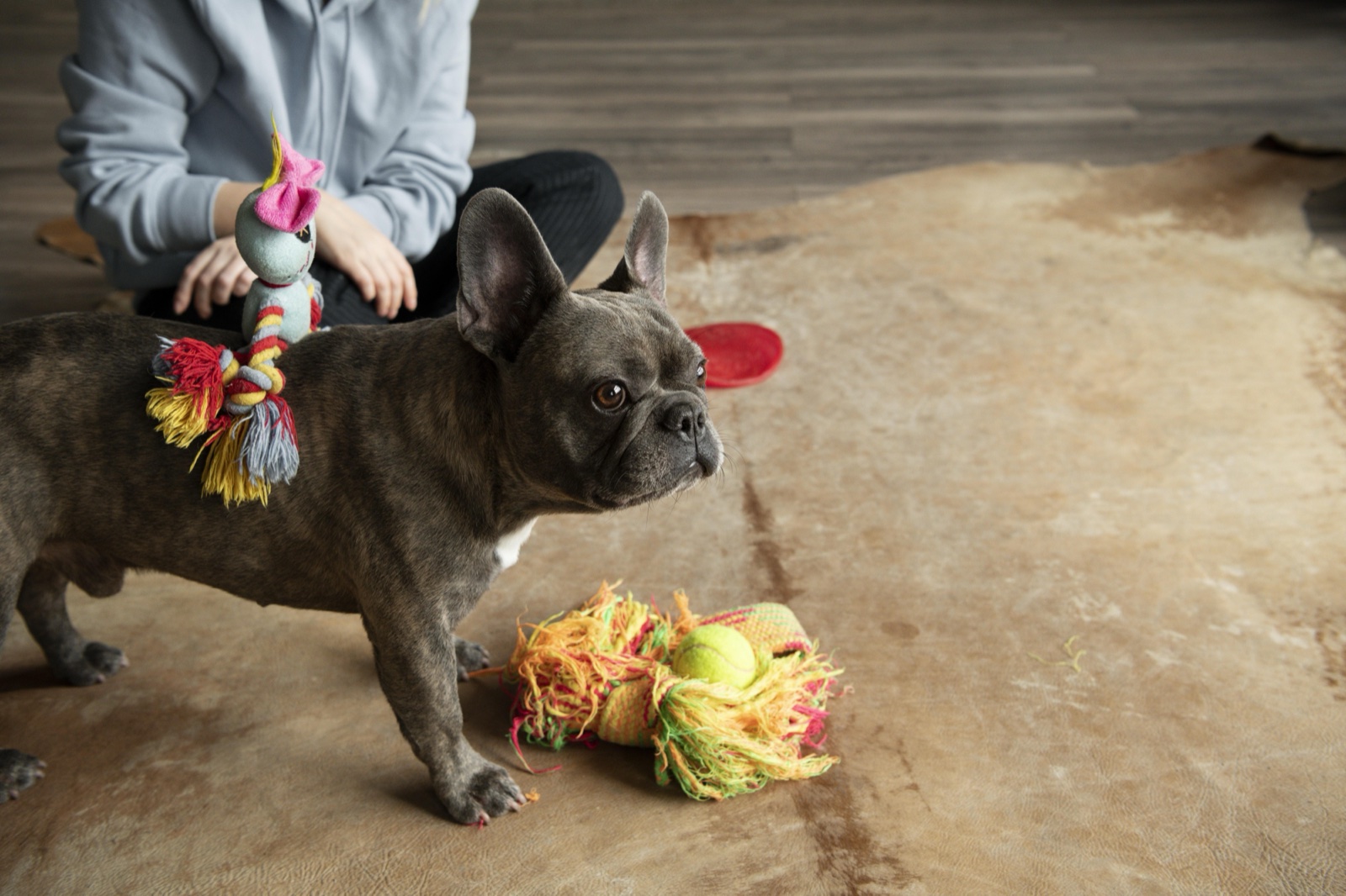 Garderie canine Woofpark